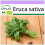 SAFLAX - BIO - Rucola - 3000 semi - Eruca 1