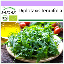 SAFLAX - BIO - Rucola selvatica - 1500 semi - Diplotaxis