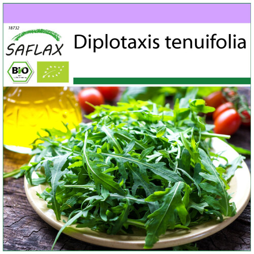 SAFLAX - BIO - Rucola selvatica - 1500 semi - Diplotaxis