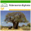 SAFLAX  - Affenbrotbaum - Adansonia - 6 Samen - Mit Substrat 1