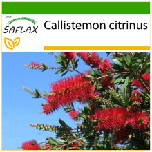 SAFLAX - Lampenputzer - Callistemon - 400 Samen - Mit Substrat