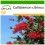 SAFLAX  - Lampenputzer - Callistemon - 400 Samen - Mit Substrat 1