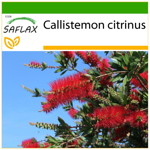 SAFLAX  - Lampenputzer - Callistemon - 400 Samen - Mit Substrat