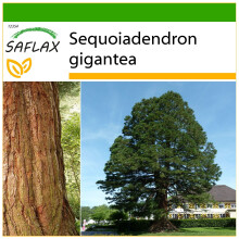 SAFLAX - Berg - Mammutbaum - Sequoiadendron - 50 Samen - Mit Substrat