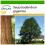 SAFLAX  - Berg - Mammutbaum - Sequoiadendron - 50 Samen - Mit Substrat 1