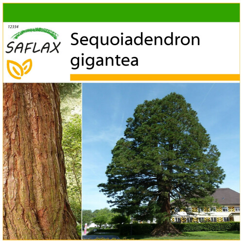 SAFLAX  - Berg - Mammutbaum - Sequoiadendron - 50 Samen - Mit Substrat
