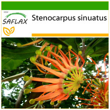 SAFLAX - Firewheel Tree - 20 seeds - With potting substrate for better cultivation - Stenocarpus sinuatus