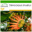 SAFLAX  - Feuerradbaum - Stenocarpus - 20 Samen - Mit Substrat 1