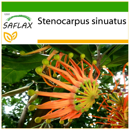 SAFLAX  - Feuerradbaum - Stenocarpus - 20 Samen - Mit Substrat