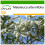 SAFLAX  - Australischer Teebaum - Melaleuca - 400 Samen - Mit Substrat 1