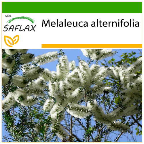SAFLAX  - Australischer Teebaum - Melaleuca - 400 Samen - Mit Substrat