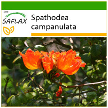 SAFLAX - African Tulip Tree - 30 seeds - With potting substrate for better cultivation - Spathodea campanulata