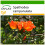 SAFLAX  - Tulpenbaum - Spathodea - 30 Samen - Mit Substrat 1