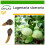SAFLAX  - Calebasse - 15 graines - Avec substrat - Lagenaria 1