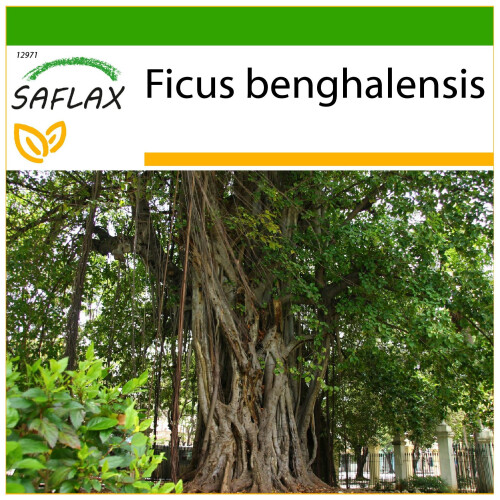 SAFLAX  - Würgefeige - Ficus - 20 Samen - Mit Substrat