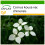 SAFLAX  - Asiatischer Hartriegel - Cornus - 30 Samen - Mit Substrat 1