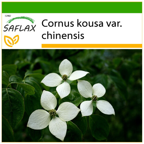 SAFLAX  - Asiatischer Hartriegel - Cornus - 30 Samen - Mit Substrat