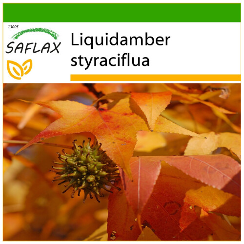 SAFLAX  - Amberbaum - Liquidamber - 100 Samen - Mit Substrat