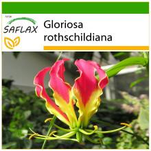 SAFLAX - Gloriosa - 15 semi - Con substrato - Gloriosa