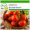 SAFLAX  - Tomate - Berner Rose - Solanum - 10 Samen - Mit Substrat 1