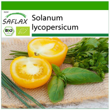 SAFLAX - BIO - Pomodoro - Golden Queen - 15 semi - Con substrato - Solanum