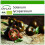 SAFLAX  - Tomate - Black Cherry - Solanum - 10 Samen - Mit Substrat 1