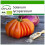 SAFLAX  - Tomate - Ochsenherz - Solanum - 10 Samen - Mit Substrat 1