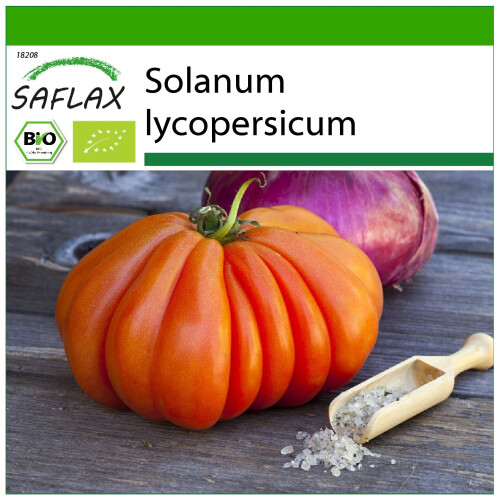 SAFLAX  - Tomate - Ochsenherz - Solanum - 10 Samen - Mit Substrat