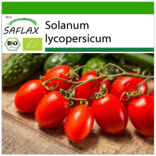 SAFLAX - BIO - Pomodoro - Roma - 15 semi - Con substrato - Solanum