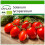 SAFLAX  - Tomate - Roma - Solanum - 15 Samen - Mit Substrat 1