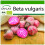 SAFLAX  - BIO - Betterave - De Chioggia - 70 graines - Avec substrat - Beta 1