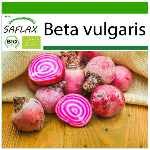 SAFLAX  - BIO - Betterave - De Chioggia - 70 graines - Avec substrat - Beta