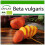 SAFLAX  - Goldene Rote Beete - Beta - 50 Samen - Mit Substrat 1
