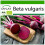 SAFLAX  - BIO - Betterave - Globe de Detroit - 100 graines - Avec substrat - Beta 1