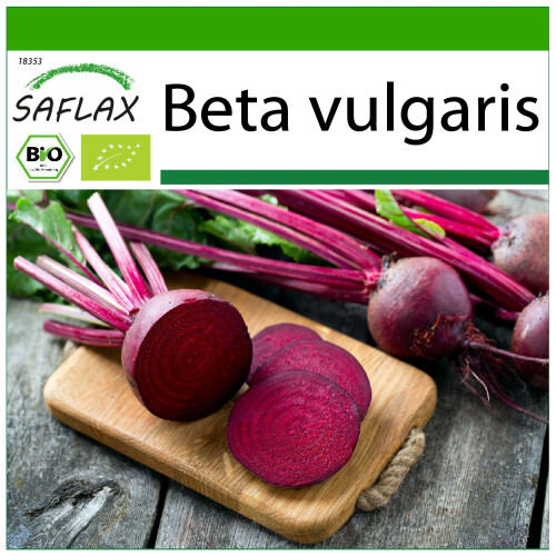SAFLAX  - BIO - Betterave - Globe de Detroit - 100 graines - Avec substrat - Beta
