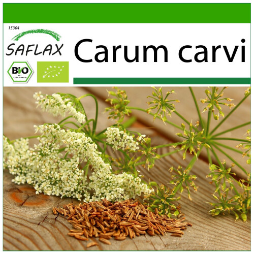 SAFLAX  - Kümmel - Carum - 800 Samen - Mit Substrat
