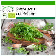 SAFLAX - Kerbel - Anthriscus - 800 Samen - Mit Substrat