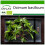 SAFLAX  - Thai Basilikum - Ocimum - 250 Samen - Mit Substrat 1