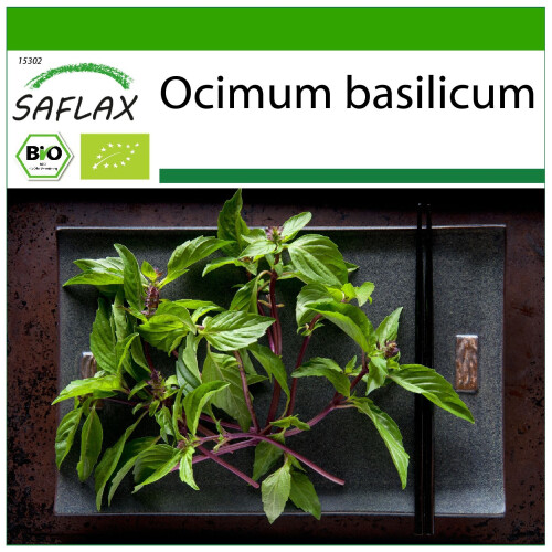 SAFLAX  - Thai Basilikum - Ocimum - 250 Samen - Mit Substrat