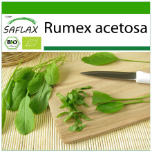SAFLAX - Sauerampfer - Rumex - 400 Samen - Mit Substrat
