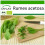 SAFLAX  - Sauerampfer - Rumex - 400 Samen - Mit Substrat 1