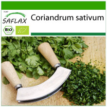 SAFLAX - BIO - Coriandolo - 150 semi - Con substrato - Coriandrum