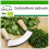 SAFLAX  - Koriander - Coriandrum - 150 Samen - Mit Substrat 1