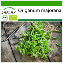 SAFLAX - Majoran - Origanum - 700 Samen - Mit Substrat
