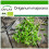 SAFLAX  - Majoran - Origanum - 700 Samen - Mit Substrat 1