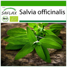 SAFLAX - Salbei - Salvia - 60 Samen - Mit Substrat