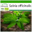SAFLAX  - Salbei - Salvia - 60 Samen - Mit Substrat 1