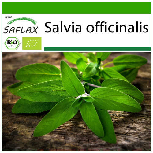 SAFLAX  - Salbei - Salvia - 60 Samen - Mit Substrat