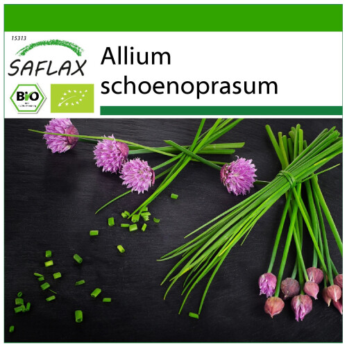 SAFLAX  - BIO - Ciboulette - 250 graines - Avec substrat - Allium