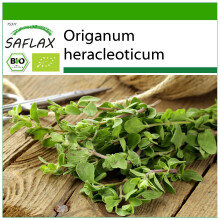 SAFLAX - Oregano - Origanum - 1500 Samen - Mit Substrat